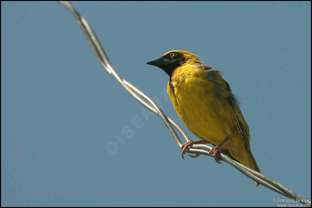 Speke's Weaver