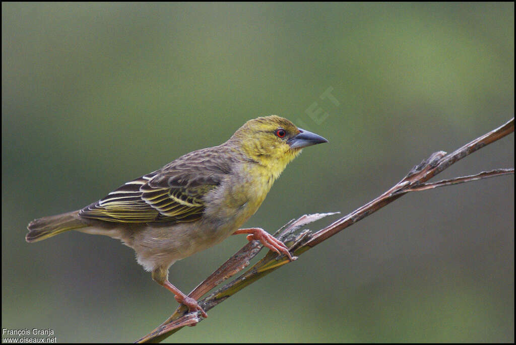 Village Weaver female adult, identification