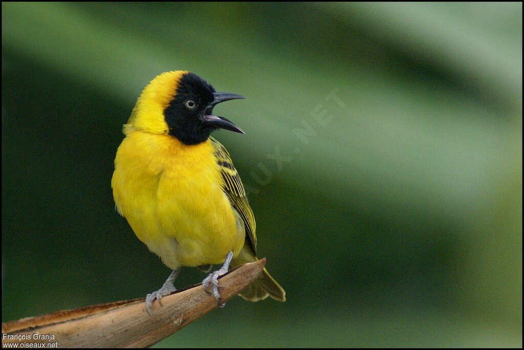 Lesser Masked Weaver male adult breeding, close-up portrait, song