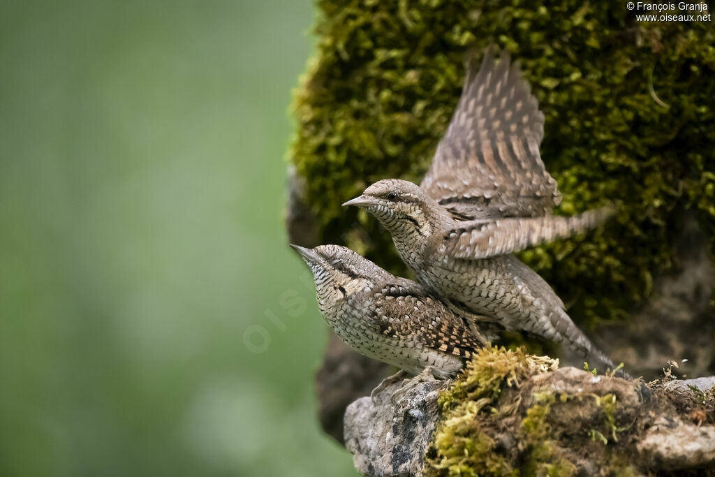 Eurasian Wryneckadult, mating.