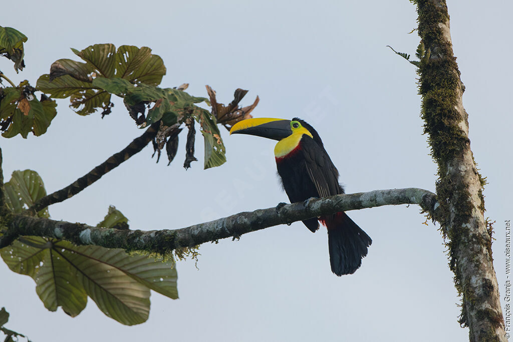 Toucan du Chocó