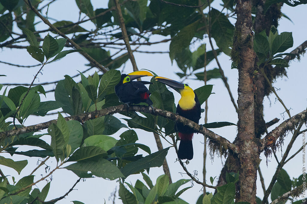 Toucan du Chocó