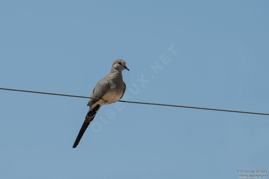 Namaqua Dove female