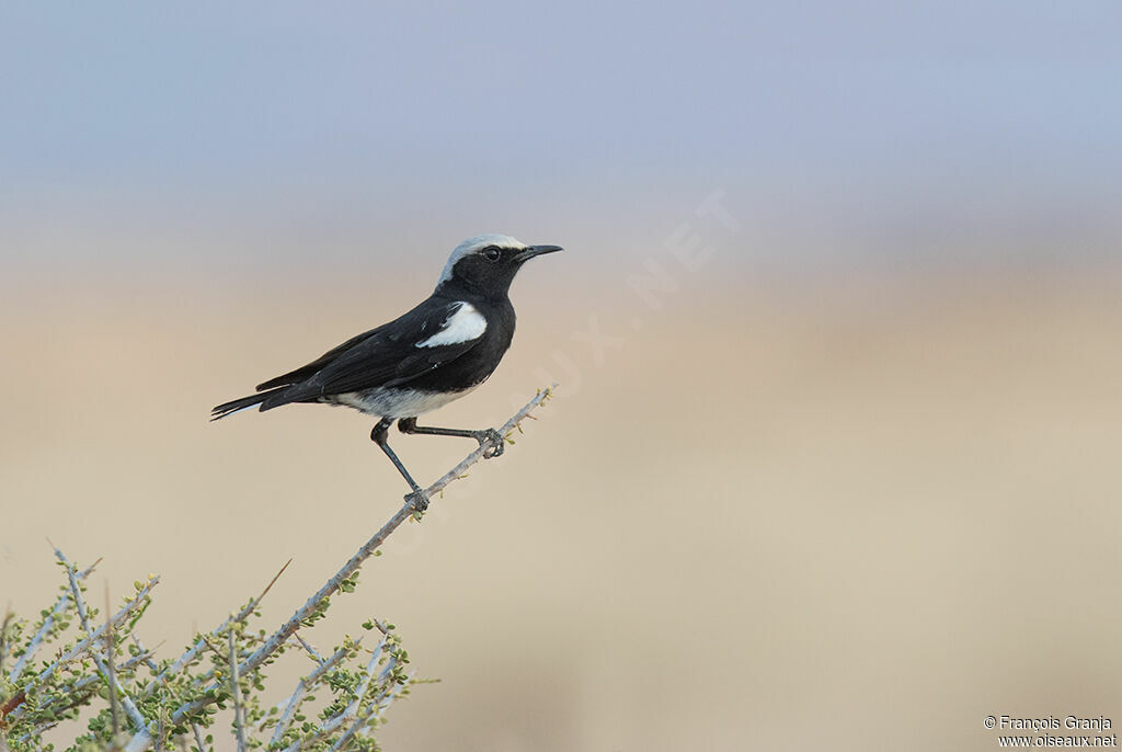 Mountain Chat male