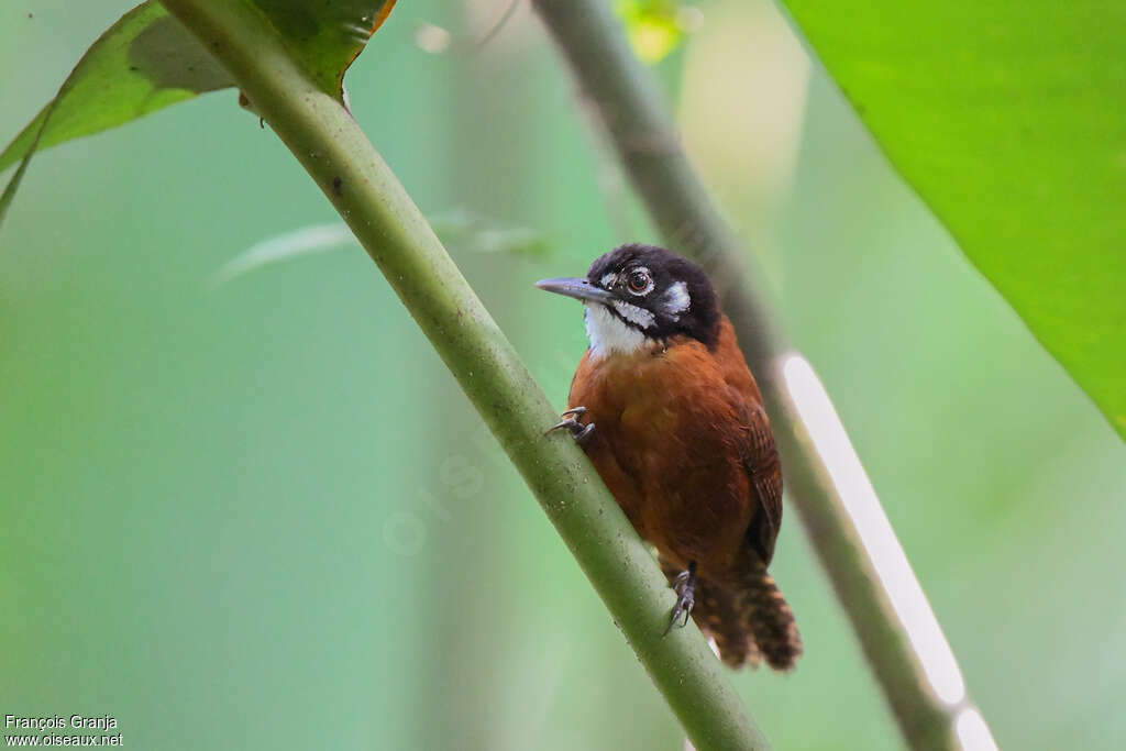 Bay Wrenadult, identification