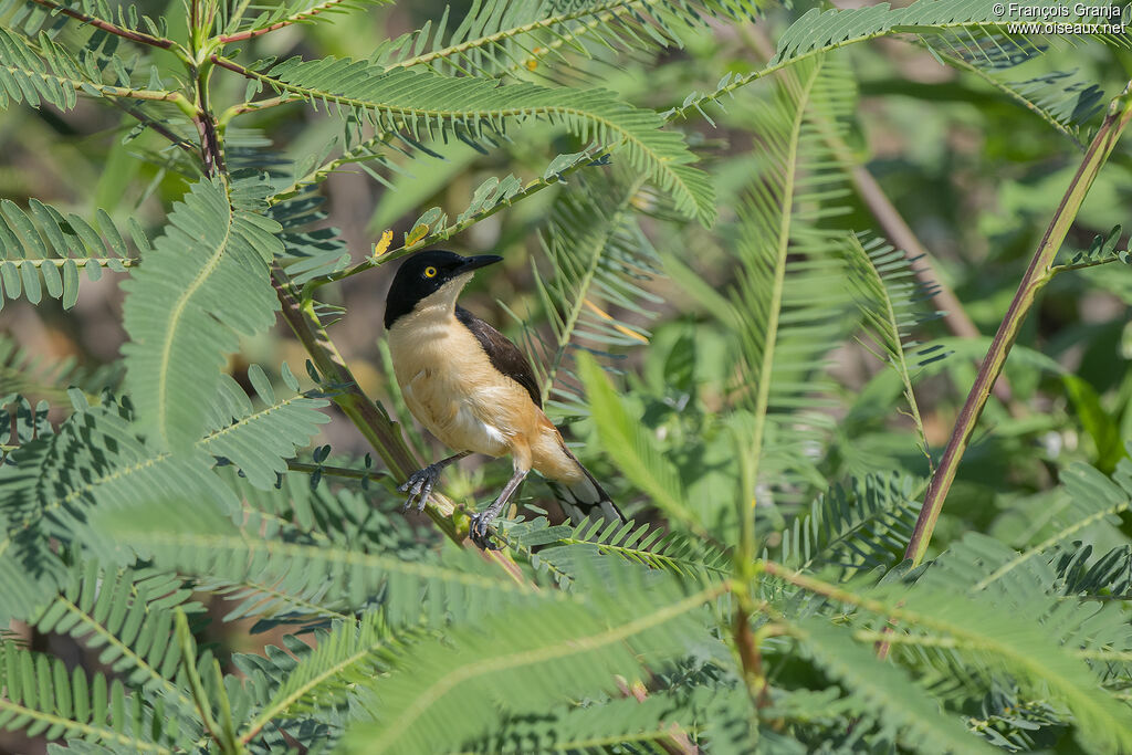 Black-capped Donacobius