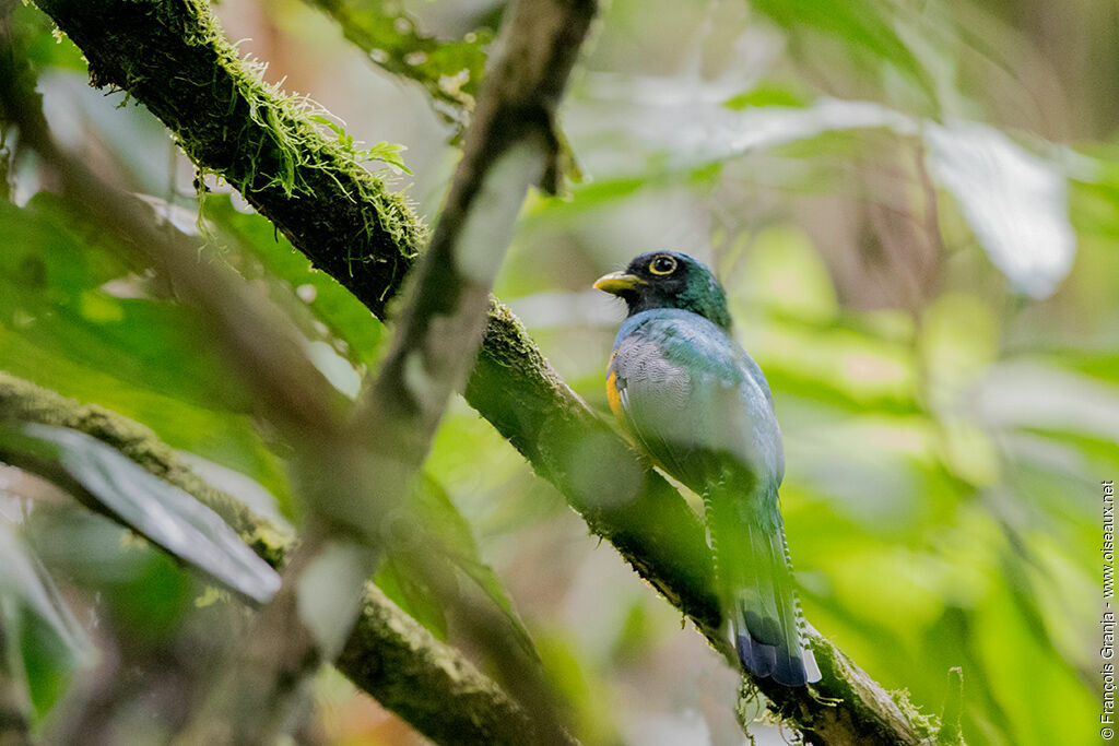 Trogon aurore