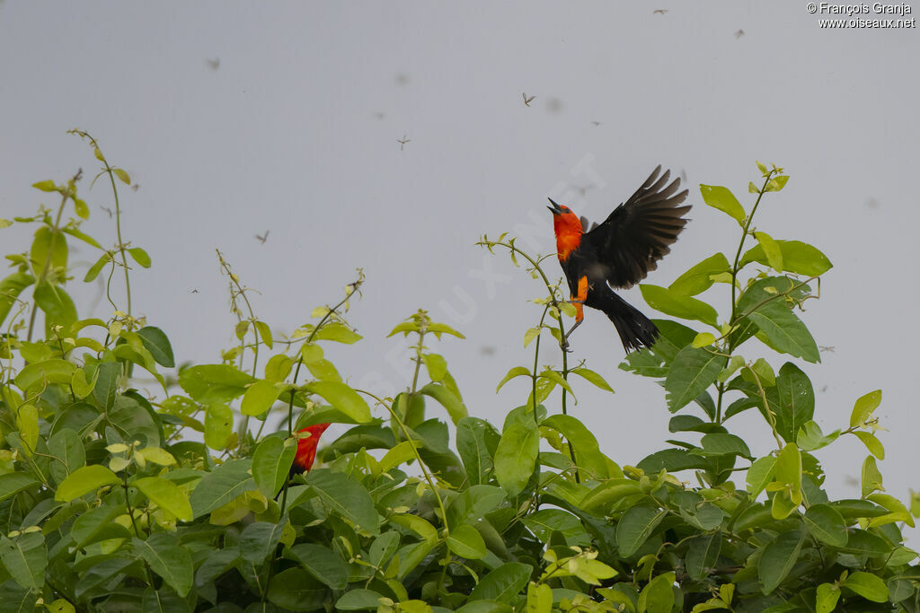 Scarlet-headed Blackbird