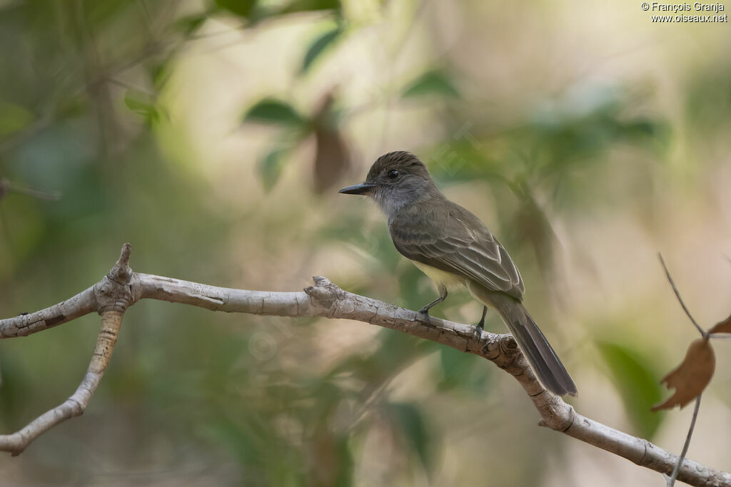 Short-crested Flycatcher