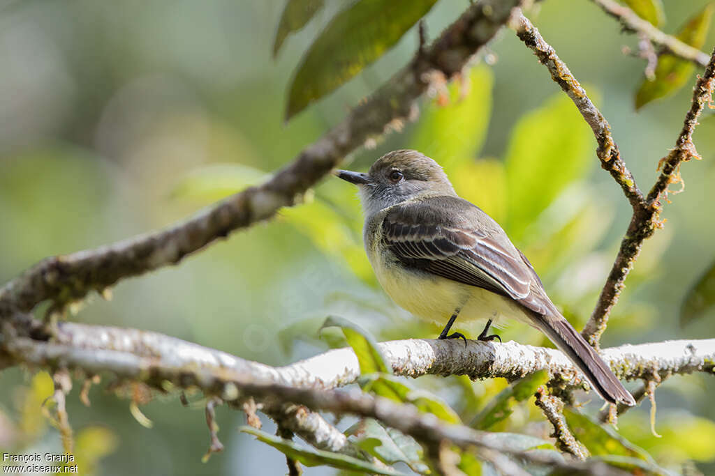 Pale-edged Flycatcheradult, habitat, pigmentation