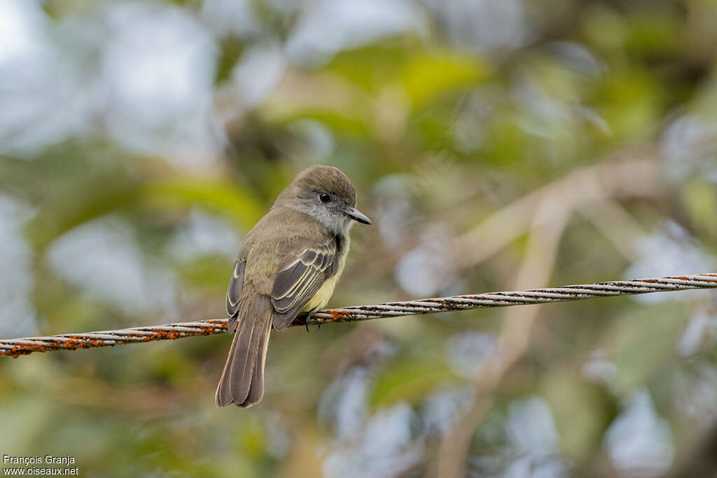 Pale-edged Flycatcheradult, pigmentation