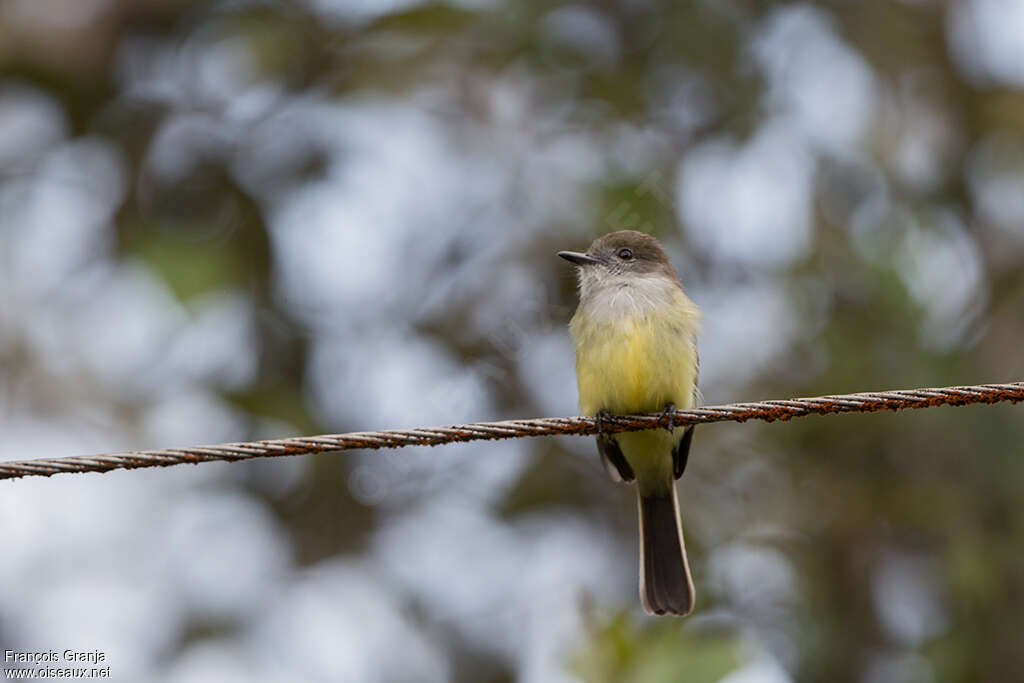 Pale-edged Flycatcheradult, pigmentation