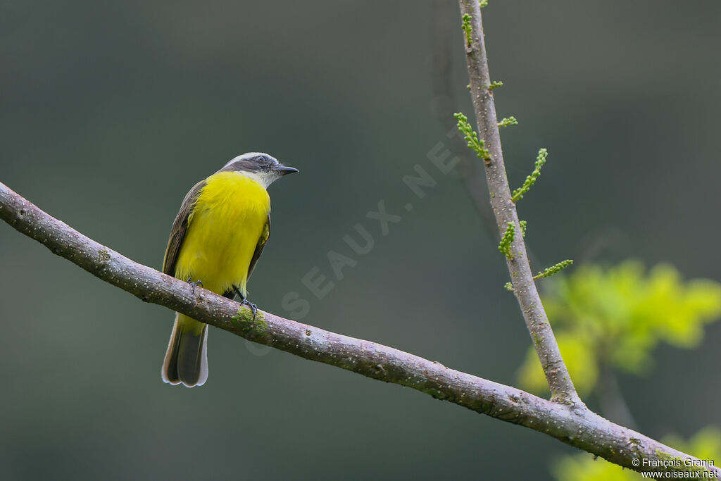 Social Flycatcher