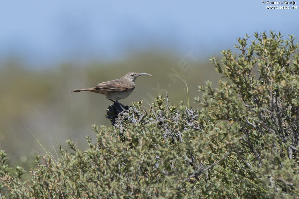 Scale-throated Earthcreeper