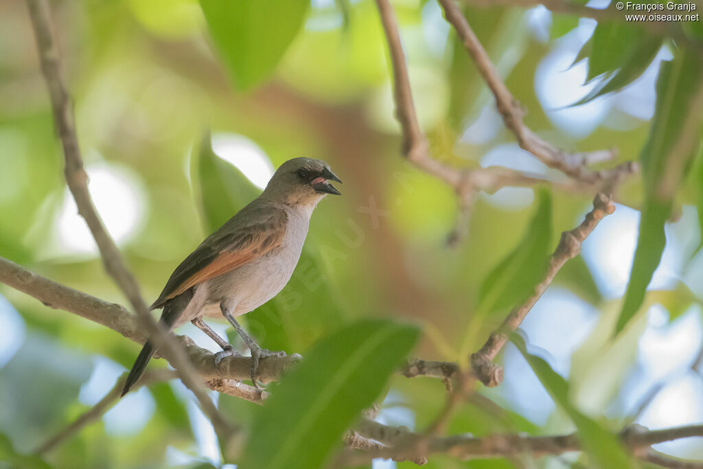 Greyish Baywing