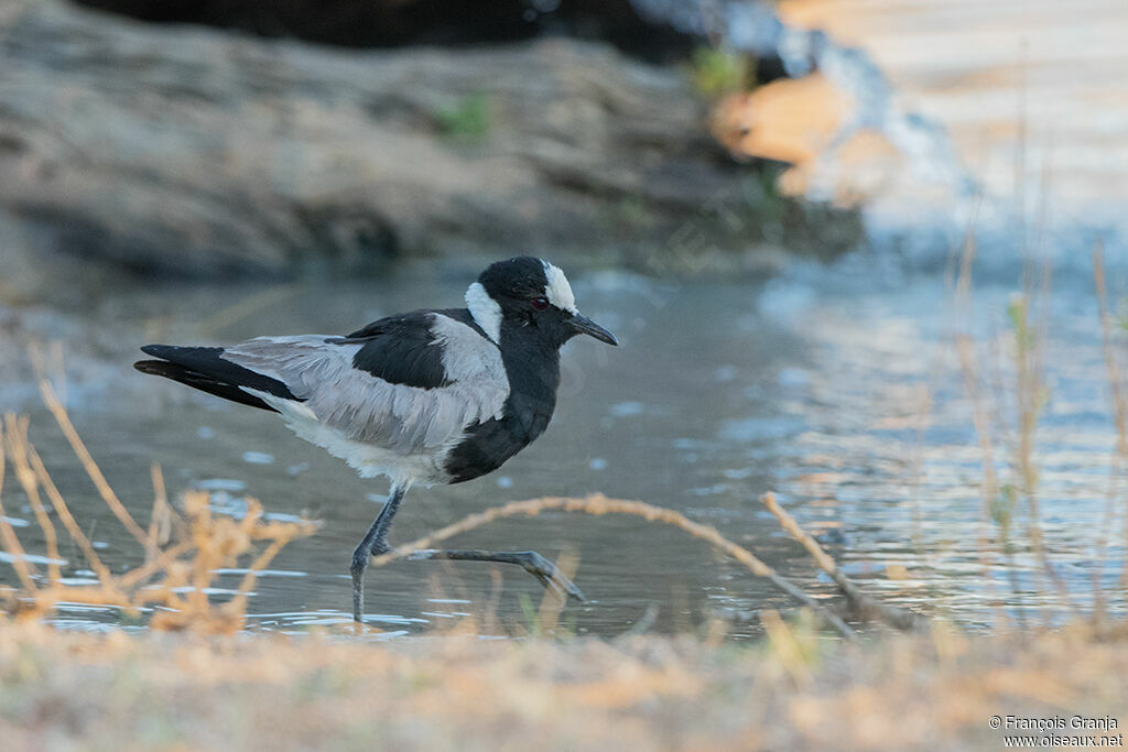 Blacksmith Lapwing