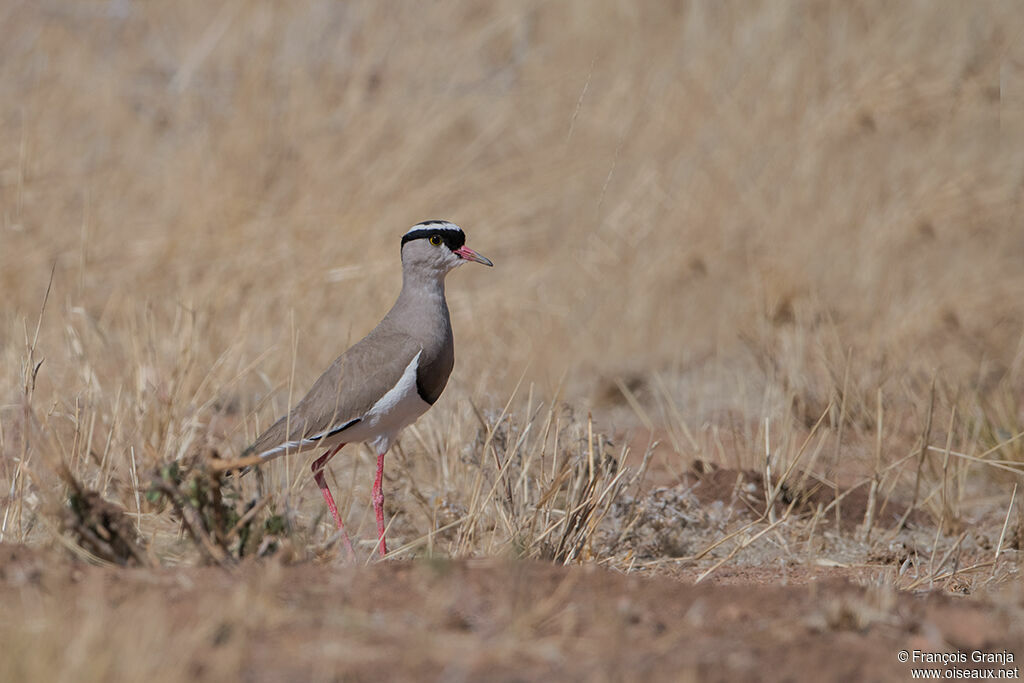 Crowned Lapwing