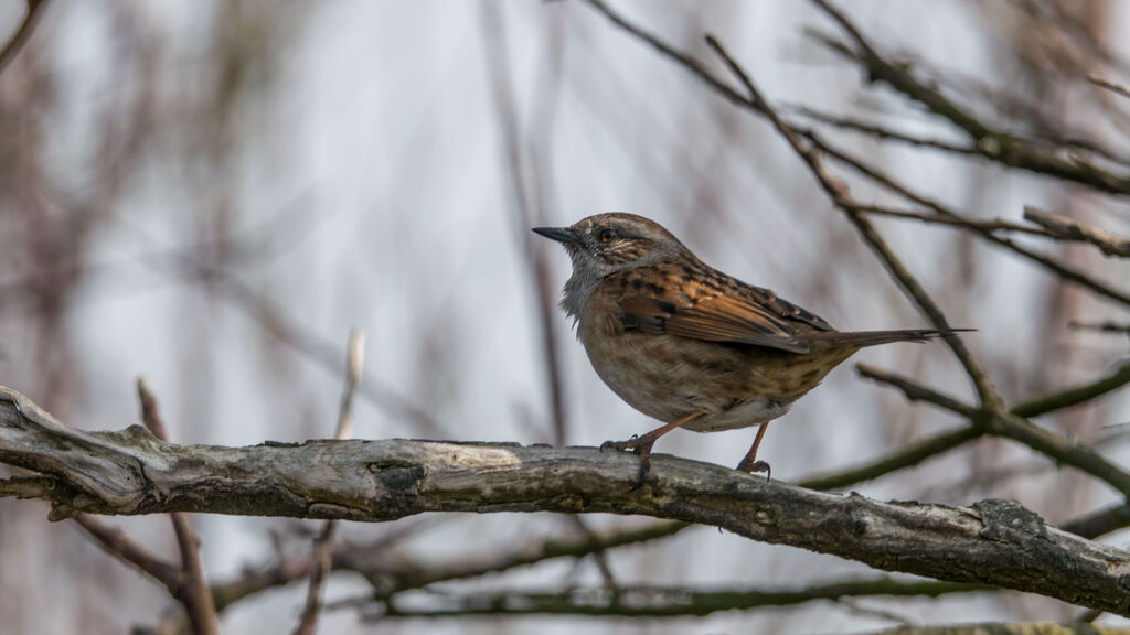 Dunnock