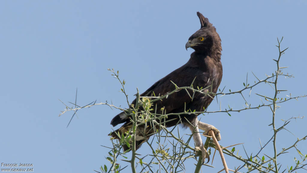 Aigle huppard mâle adulte, habitat