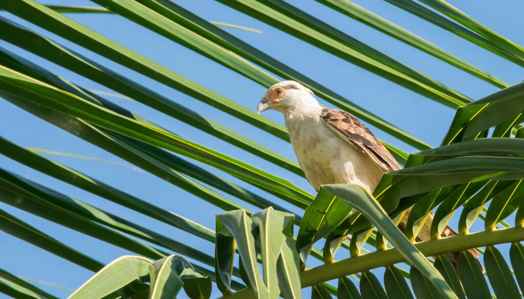 Caracara à tête jaune