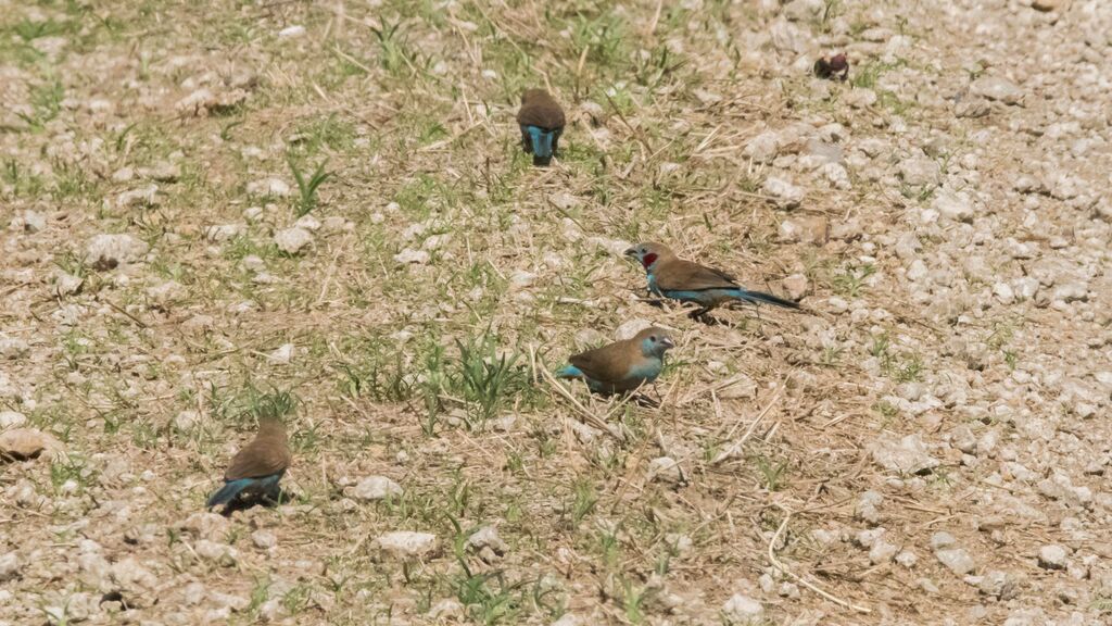 Red-cheeked Cordon-bleu