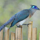 Coua huppé