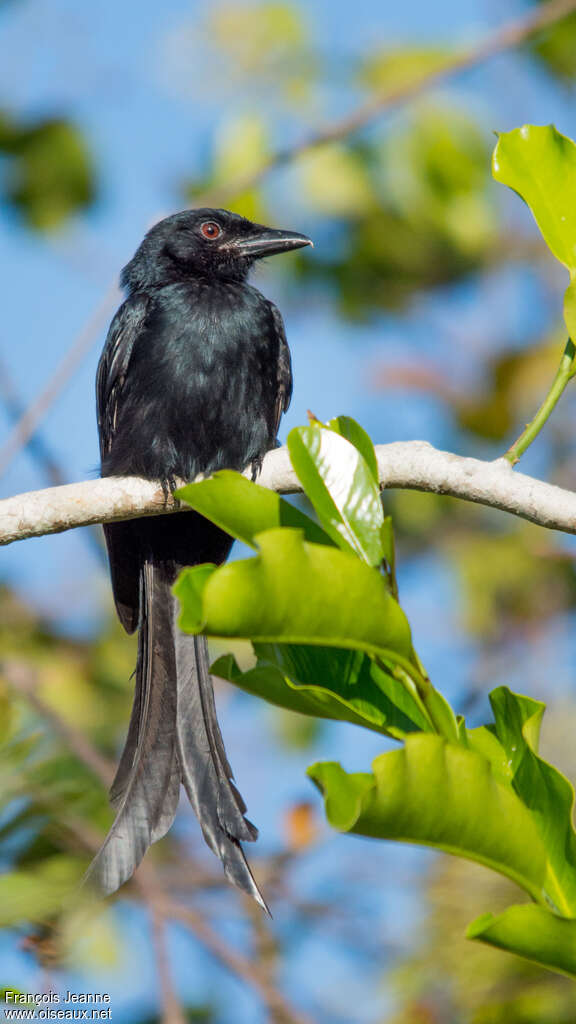 Mayotte Drongoadult, identification