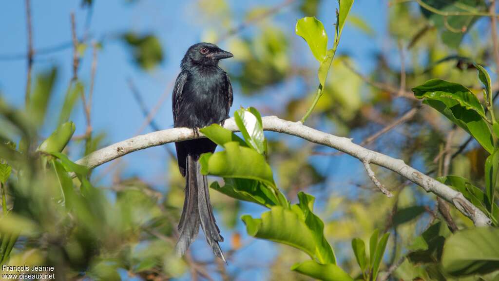Mayotte Drongoadult, habitat