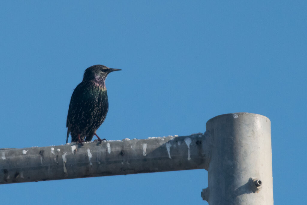 Common Starling
