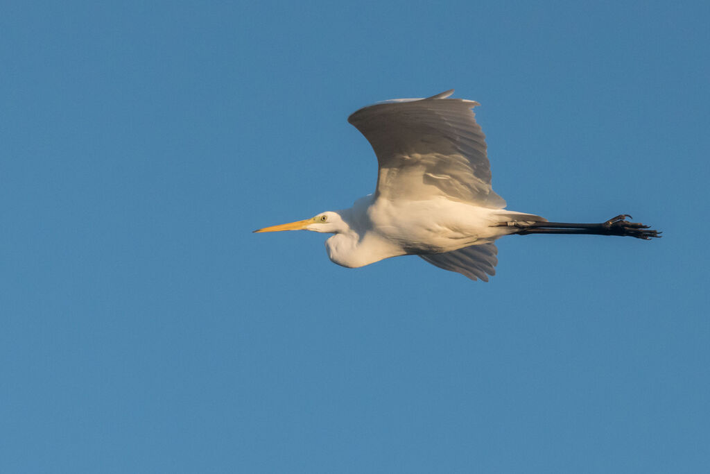 Great Egret