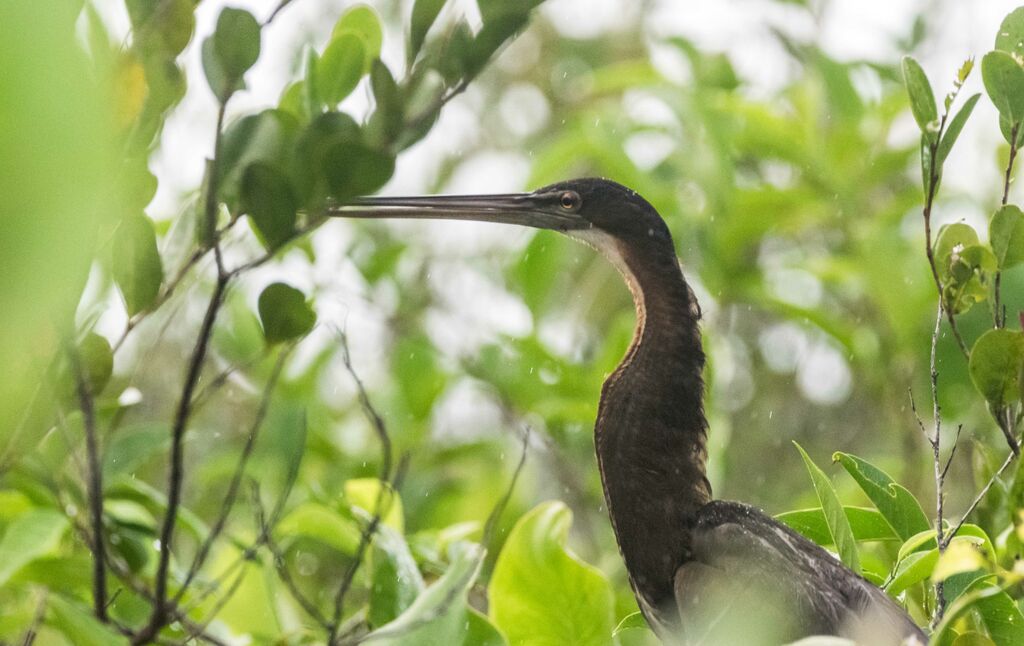 Agami Heron