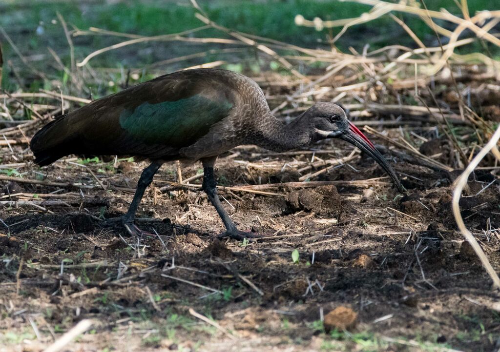 Ibis hagedash