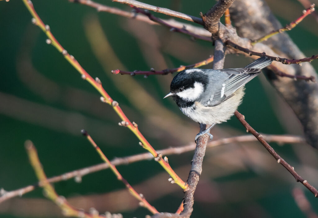 Mésange noire