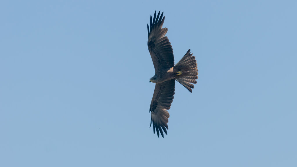 Black Kite
