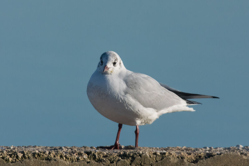 Mouette rieuse