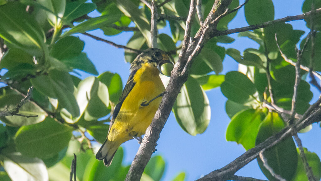 Violaceous Euphonia male immature