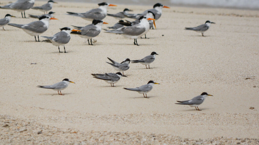 Little Tern