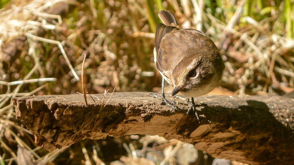 Tarier de la Réunion