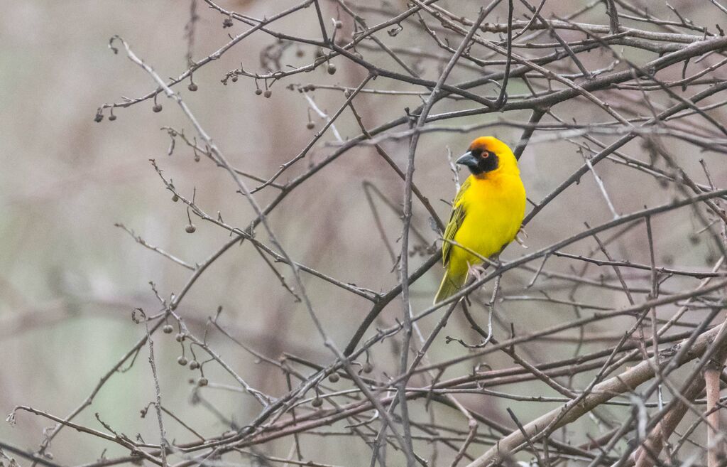 Vitelline Masked Weaver