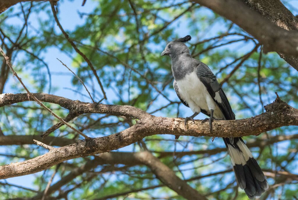 White-bellied Go-away-bird