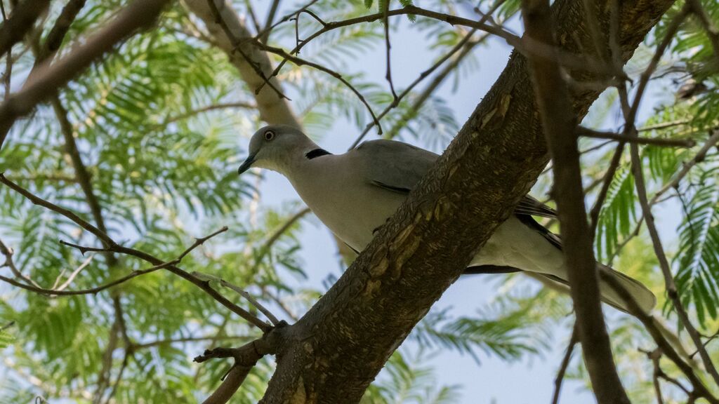 Mourning Collared Dove
