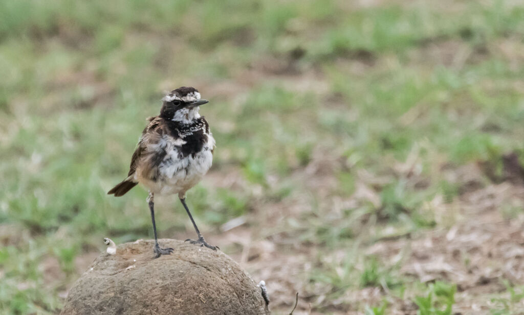 Capped Wheatear