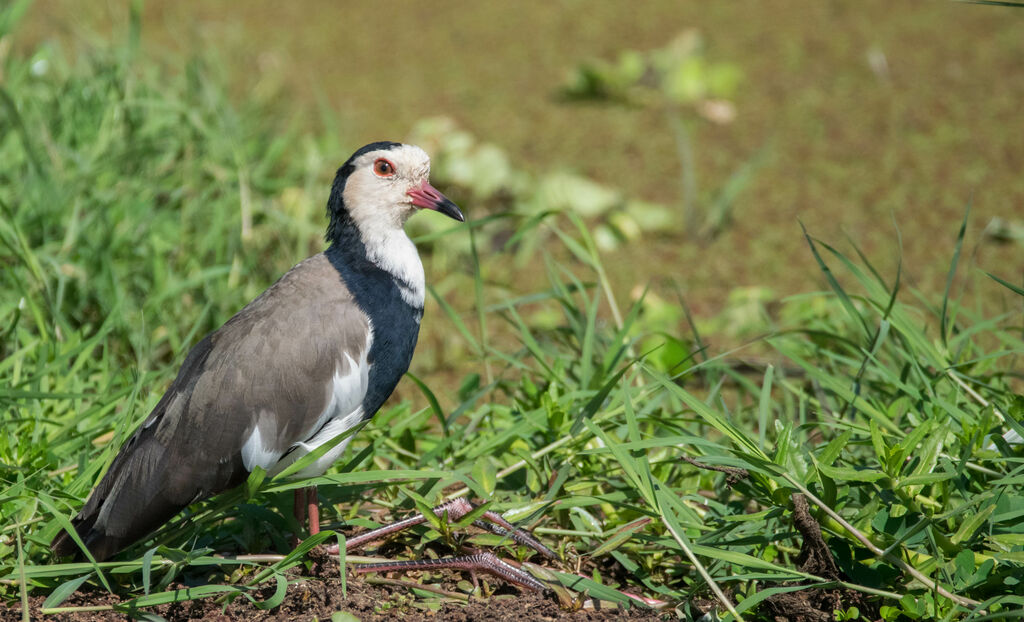 Long-toed Lapwing