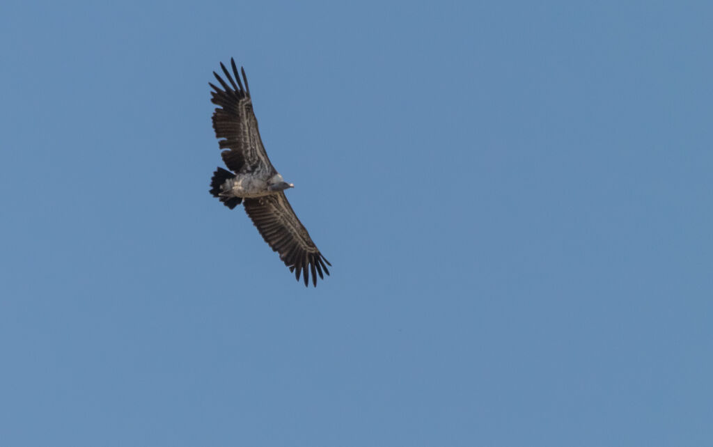 Rüppell's Vultureimmature, Flight
