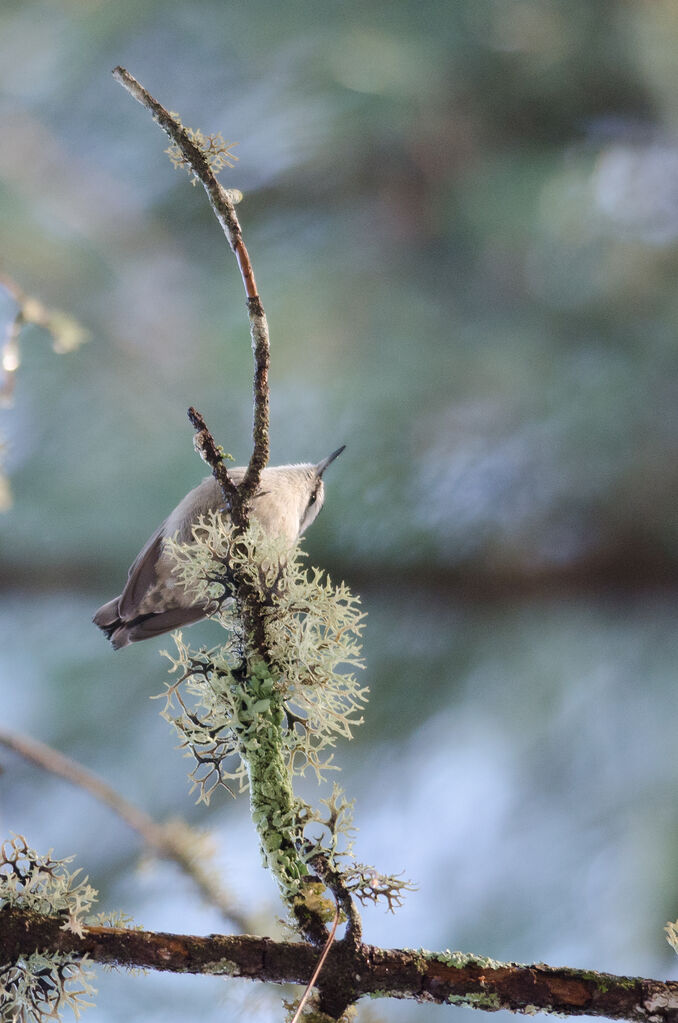 Corsican Nuthatch male adult, song