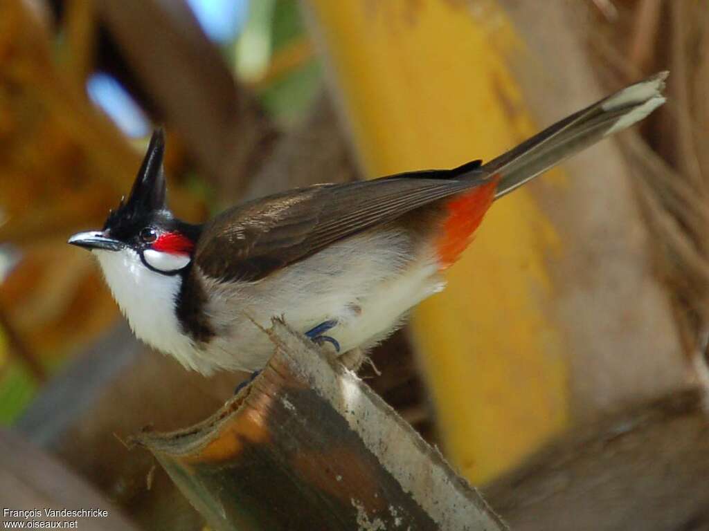 Red-whiskered Bulbuladult, Behaviour