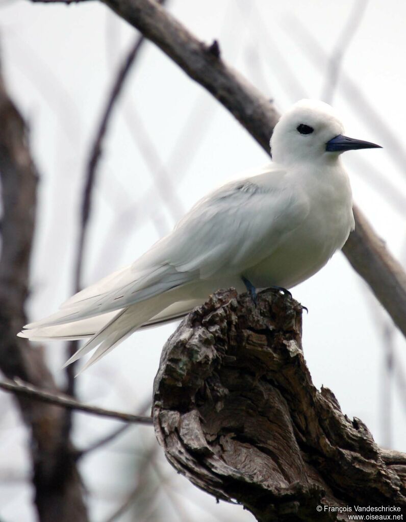 White Ternadult