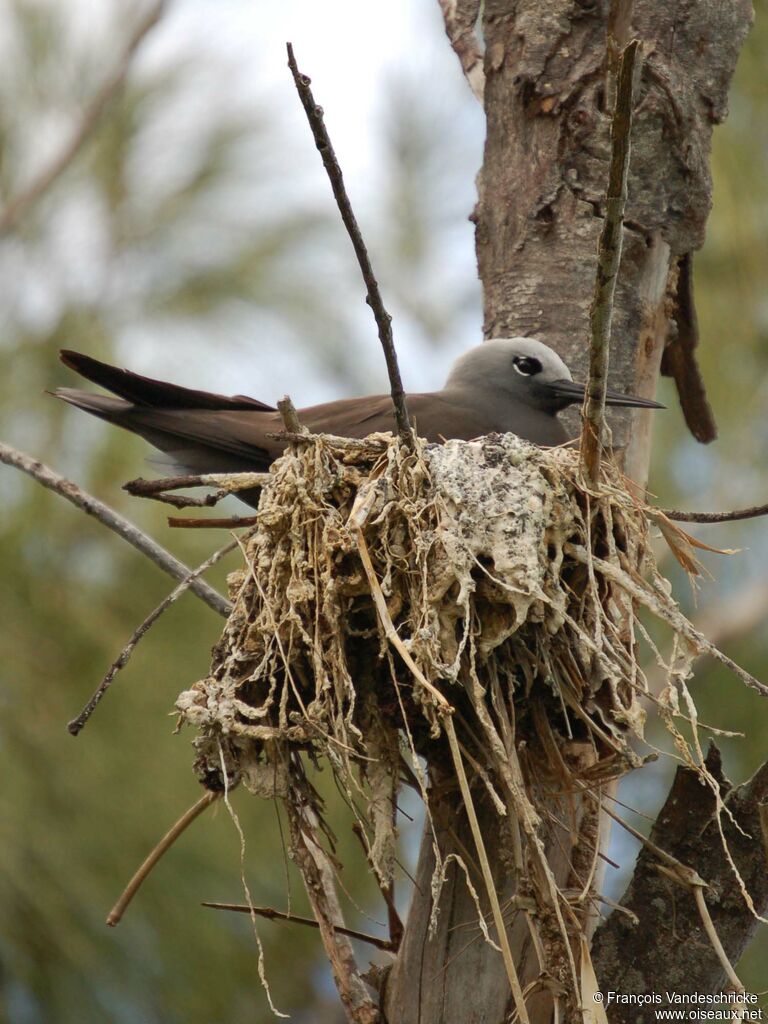 Lesser Noddyadult