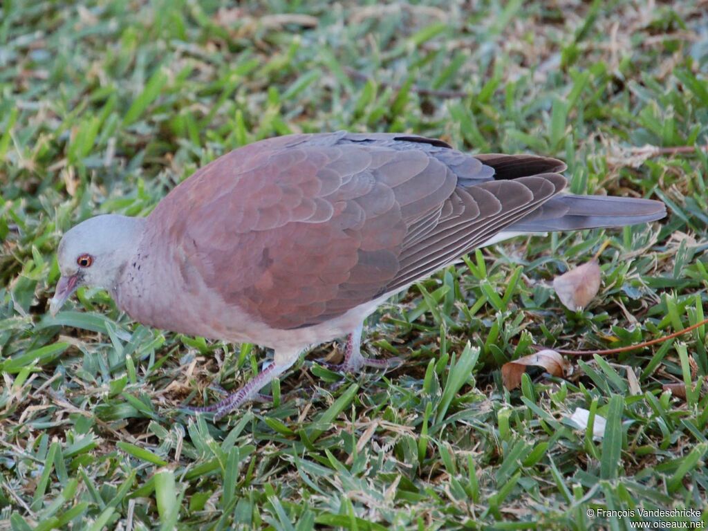 Pigeon de Madagascaradulte