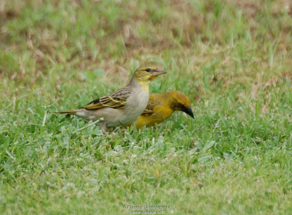 Village Weaver 